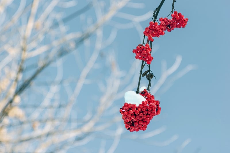 Star Cluster Seeds